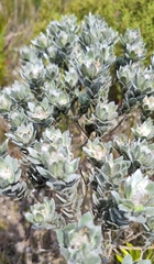 Xiphotheca fruticosa