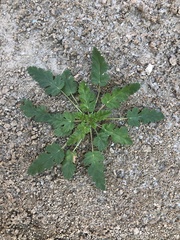 Phacelia crenulata