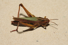 Omocestus viridulus