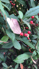 Aronia arbutifolia