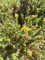 Ericameria pinifolia