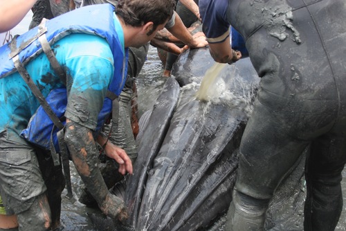 Eden's Whale (Balaenoptera edeni)