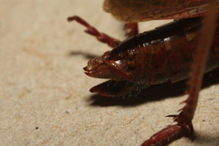 Omocestus viridulus