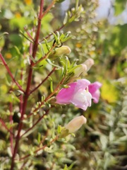 Lamourouxia dasyantha