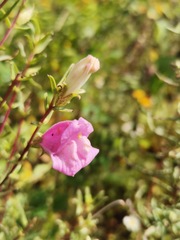 Lamourouxia dasyantha