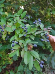 Ligustrum obtusifolium