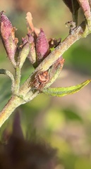 Eustala anastera