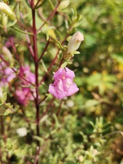 Lamourouxia dasyantha