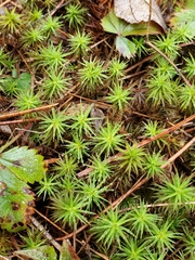 Polytrichum commune