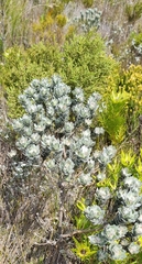 Xiphotheca fruticosa