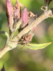 Eustala anastera