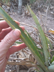 Aechmea distichantha