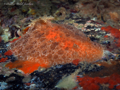 Platydoris angustipes