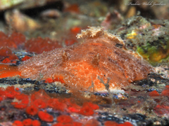 Platydoris angustipes