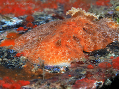 Platydoris angustipes