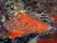 Platydoris angustipes