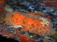 Platydoris angustipes