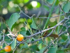 Schistocerca albolineata