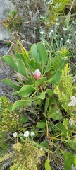 Protea cynaroides