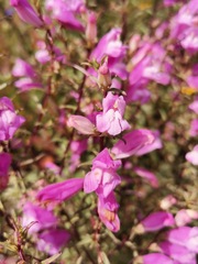 Lamourouxia dasyantha