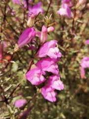 Lamourouxia dasyantha