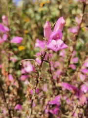 Lamourouxia dasyantha