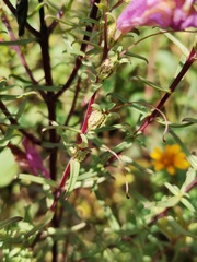 Lamourouxia dasyantha