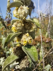 Buddleja perfoliata