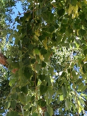Dalbergia sissoo
