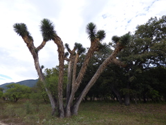 Yucca filifera