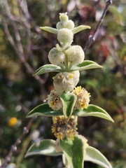 Buddleja perfoliata