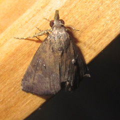 Hypena manalis