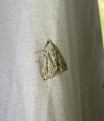 Cutina albopunctella