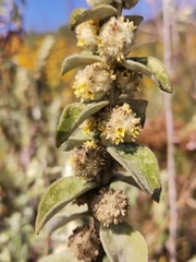 Buddleja perfoliata