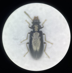 Rabocerus gabrieli
