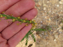 Microdon dubius