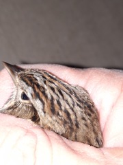Melospiza lincolnii
