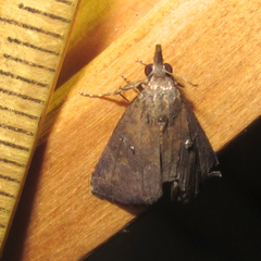 Hypena manalis