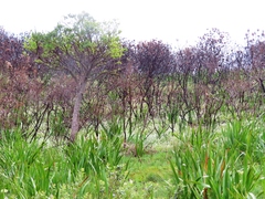 Heliophila diffusa flacca