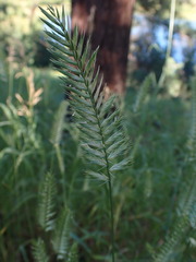 Agropyron