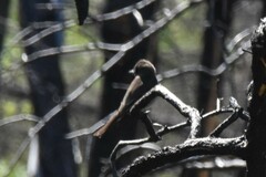 Tyrannidae