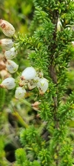 Erica physodes