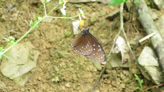 Euploea mulciber barsine