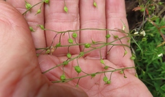 Heliophila diffusa flacca