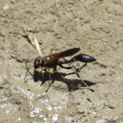 Sceliphron caementarium