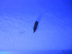 Dichrorampha acuminatana