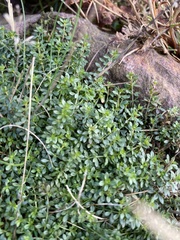 Galium saxatile