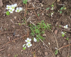 Heliophila diffusa flacca