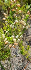 Erica physodes