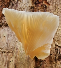Pleurotaceae